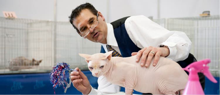 A show cat being judged.