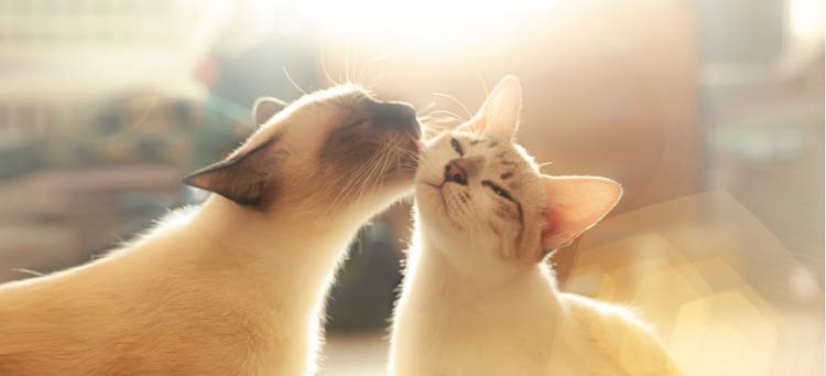 Two cats cleaning each other, bathed in bright sunlight.