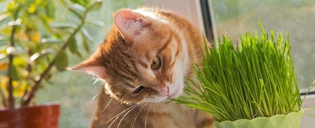 How How to Keep Your Cat from Eating Your Houseplants PetPlace