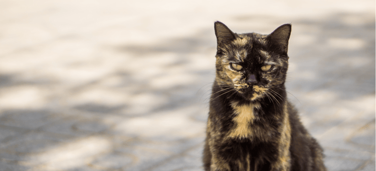 A tortoiseshell cat in a bad mood, also known as tortitude.
