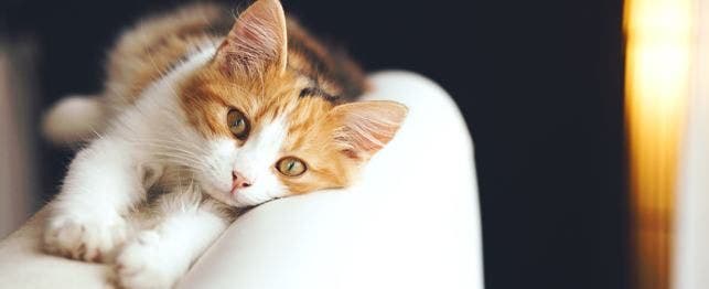 cat behavioral problems