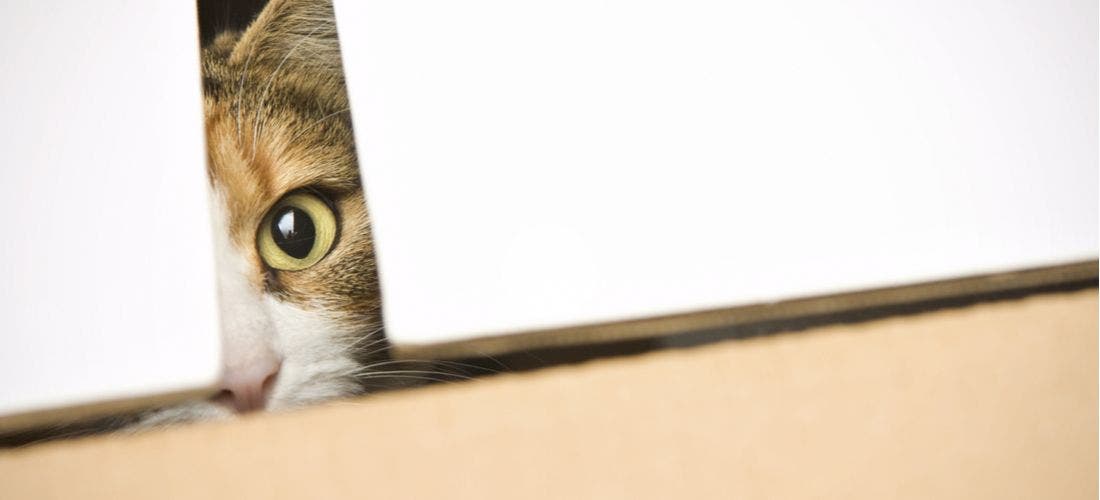 Why Cats Love to Hide PetPlace
