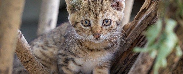 Why Do Cats Climb Trees PetPlace
