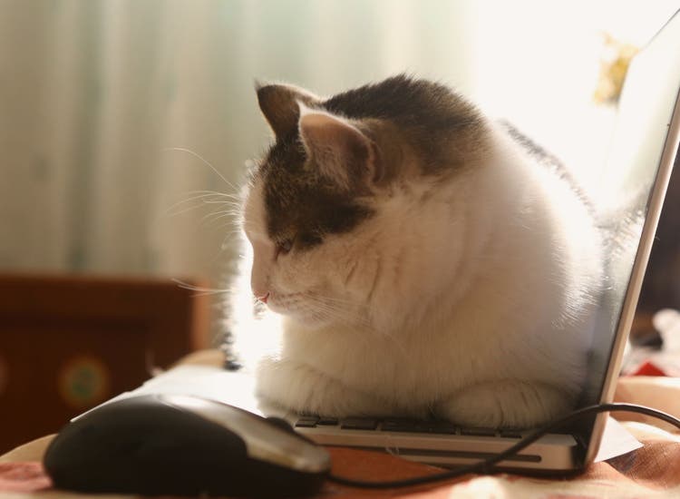 why cats lie on everything