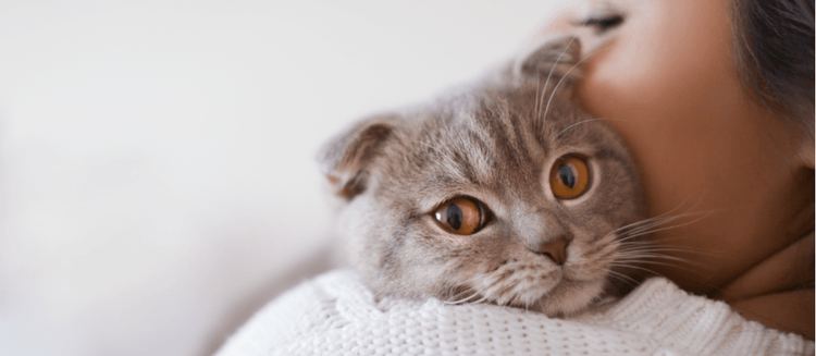 A cat snuggling with their owner.