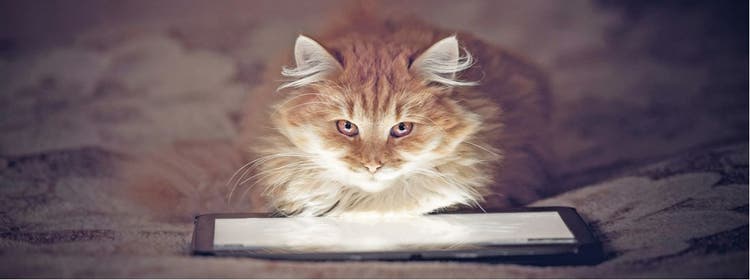 Learn all about how a cat's brain works.