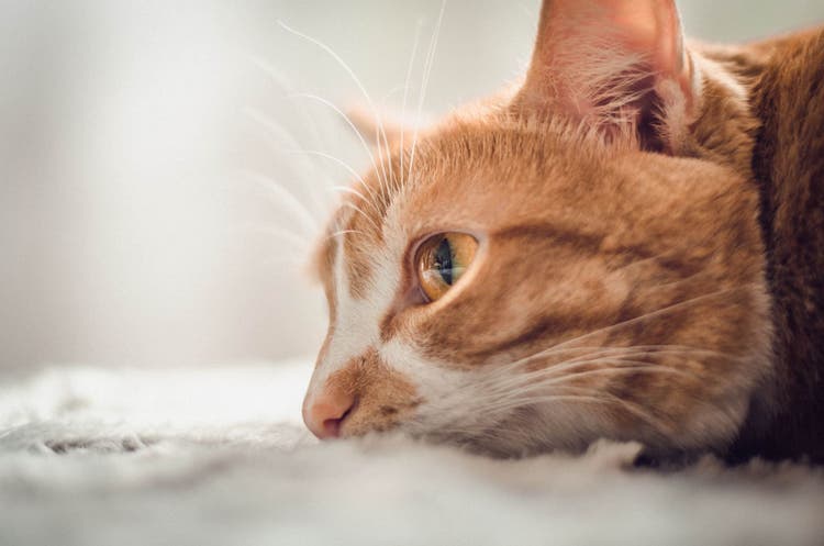 how mother cats take care of kittens
