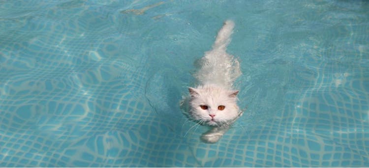 A white, swimming cat paddles toward the camera.