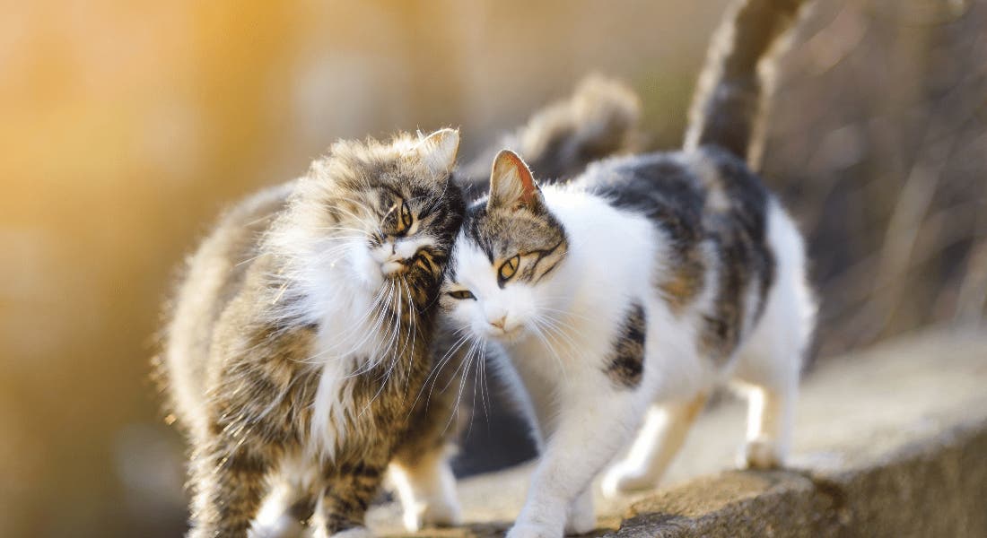 Mixing male sales and female cats
