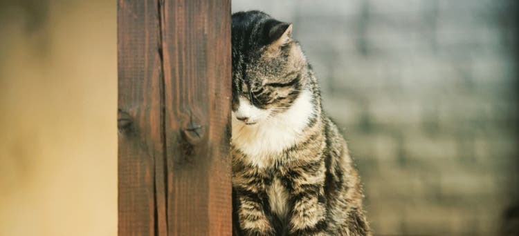 Here's how to rehabilitate an abused cat.