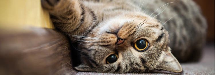 Cats may consider those who don't like them to be non-threatening.