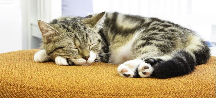 A cat sleeping on an orange sofa.