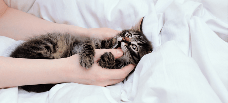 A kitten bites its pet parents hands., which is normal behavior