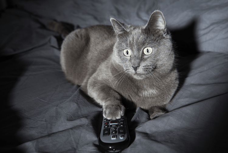 A gray cat with a television remote in their paw.