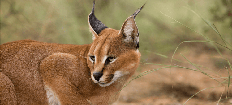 A wild Caracal cat, with its famous tufted ears, stares menacingly.
