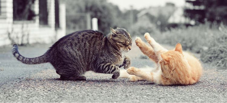 Tips on rough cat play.