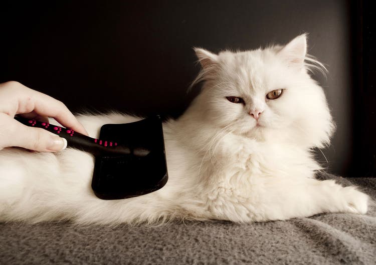 spring cleaning tips for cat lovers