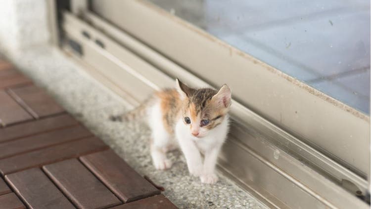 A tiny kitten stands outside a closed door.