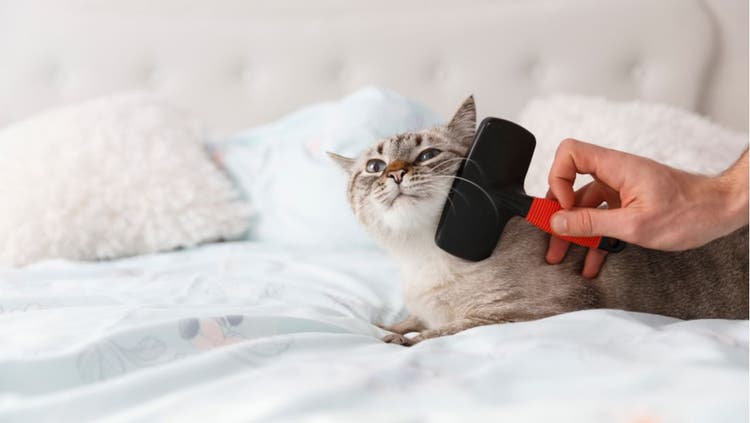 Brushing Your Cat