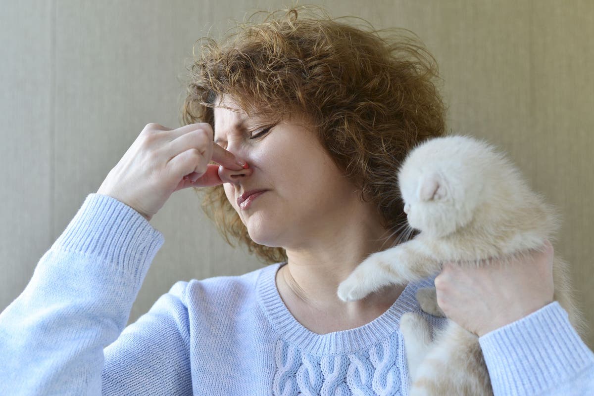 Cat Spraying What Is It and How Do You Make It Stop?