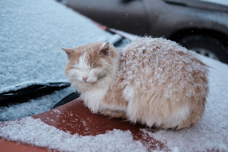 winter cat shelter