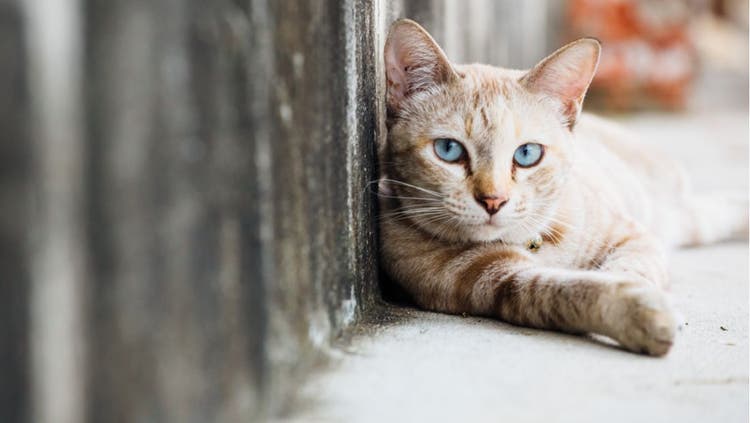 A stray cat leans against a wall.