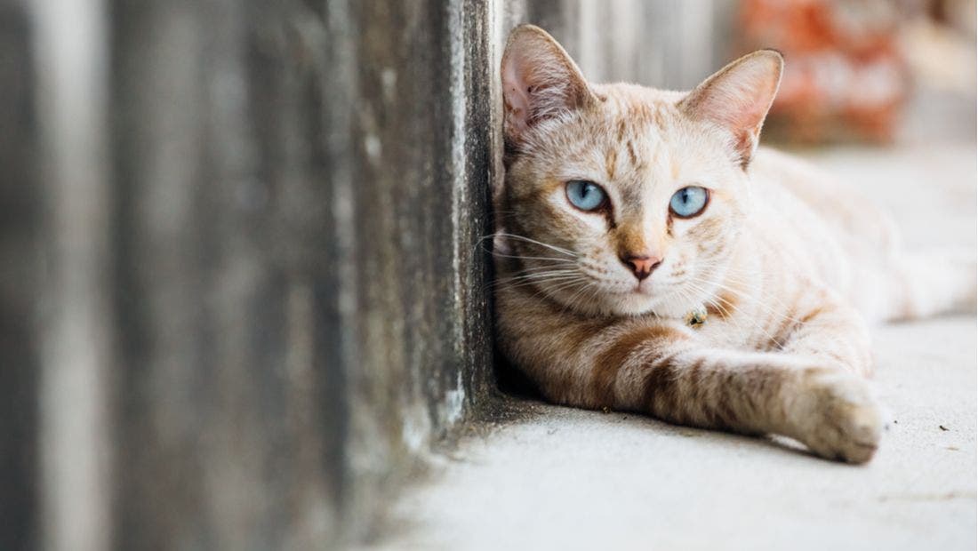 How to care for a stray cat sale