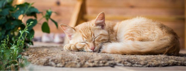 A cat takes a nap on a rug.