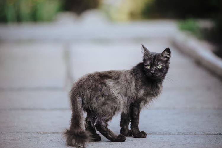 feral cat