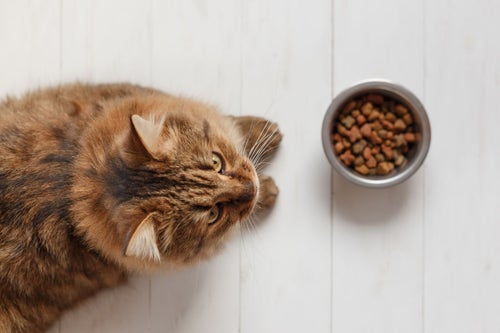 What to online feed feral cats