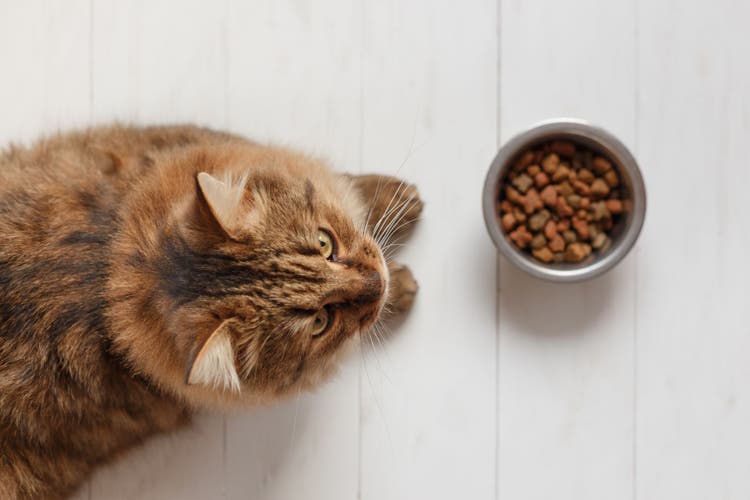 Cat eating from a bowl on white wooden planks.