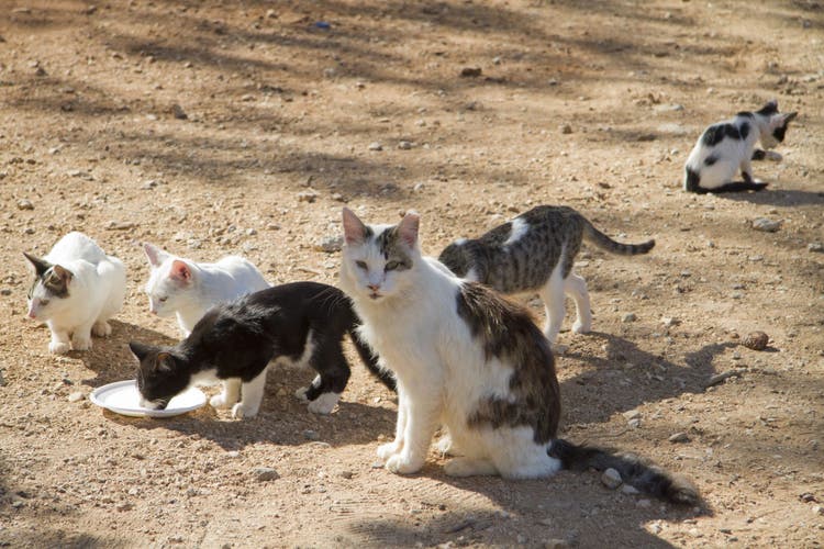 cat colonies