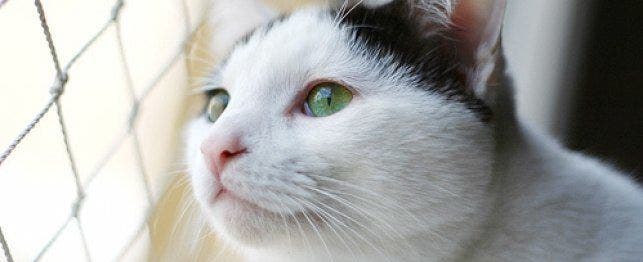 A black-and-white cat looks out of a fence.