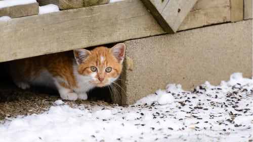 How to help feral shop cats in the winter