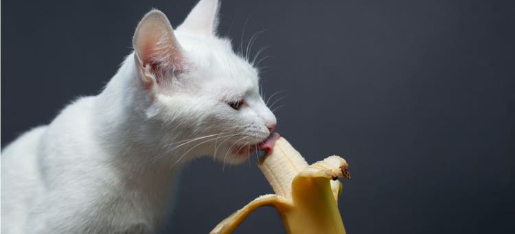 A cat eating a banana, which is a human food.