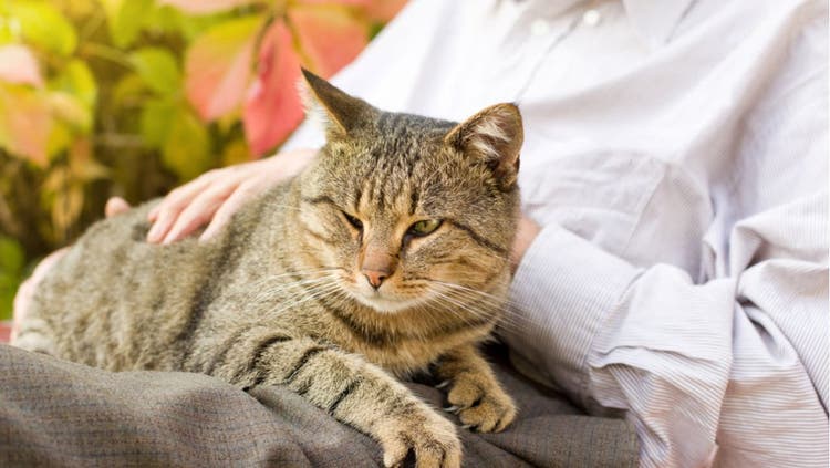 A cat owner strokers their grey, aging cat.