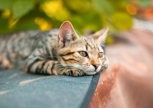 Rehoming a cat cheap