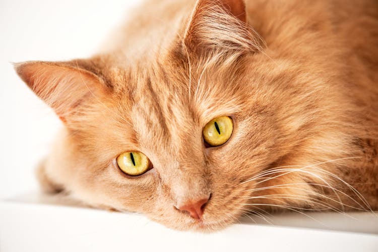 neutered cat spraying