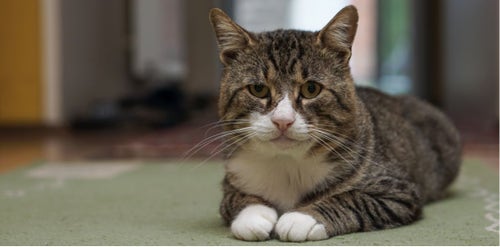 Caring for very old sales cats