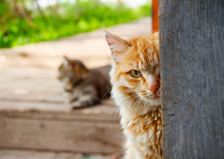 changes in cat behavior