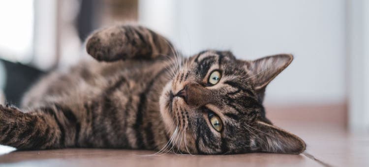 Is your cat in pain? Here are 7 remedies that could help.