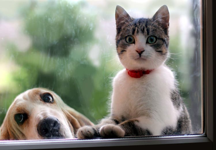 rehoming for pets