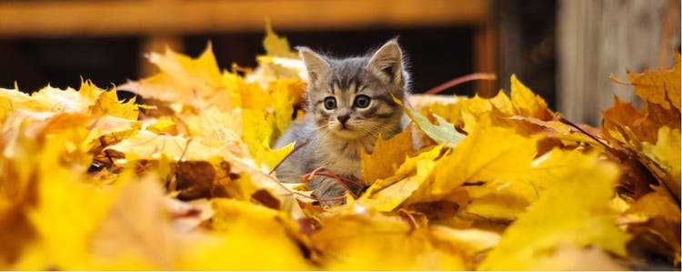 A kitten sits in a pile of leaves during the fall season.