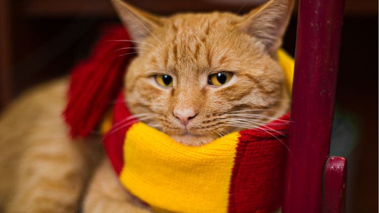 Harry Potter Scarf on Cat