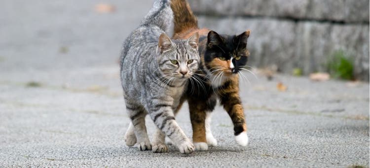 Two feral cats walking down the street.