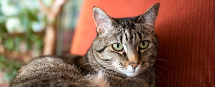 Grooming, fitness, and sleeping tips for parents of senior cats.