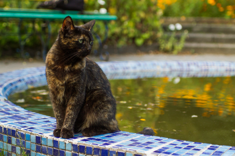 A tortoise-shell cat perched on the edge of a swimming pool.