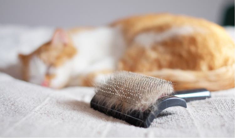 Tips and Tricks for Grooming Your Cat