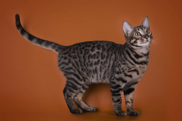 A gray, spotted cat against a dark orange background.