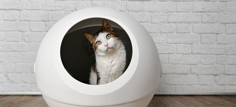 Is a self-cleaning litter box right for your cat?
